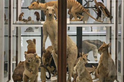 자연사 박물관 - 라 스페콜라 (Museo Storia Naturale - La Specola)